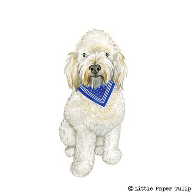 Little Paper Tulip - Dougie doodles won a giveaway on Instagram, and is very yappy with his portrait.