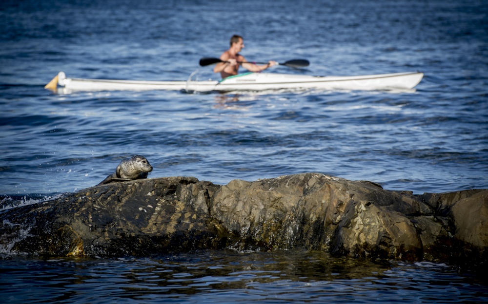 John T. Pedersen Photography - Oslo Seal in the afternoon