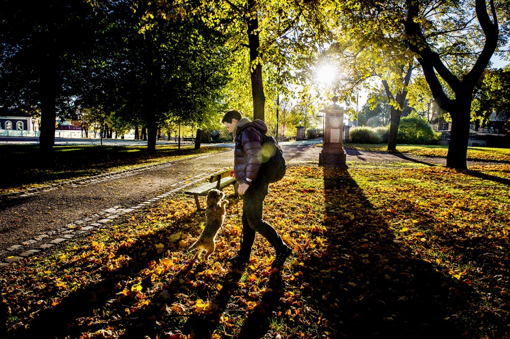 John T. Pedersen Photography - Oslo Dog in the park