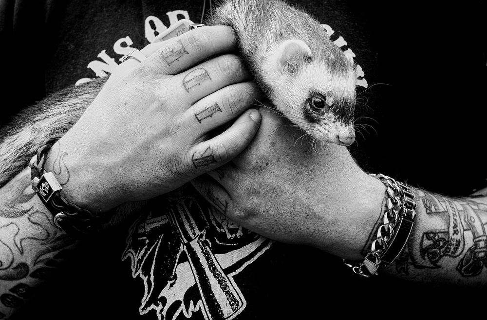 John T. Pedersen Photography - Fredrikstad Ferret and tattoes