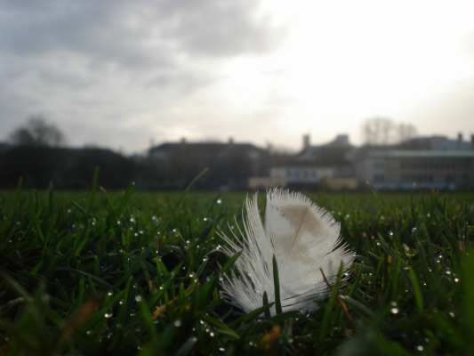 Beata Daly - FEEDER Land Art, TCD 2010