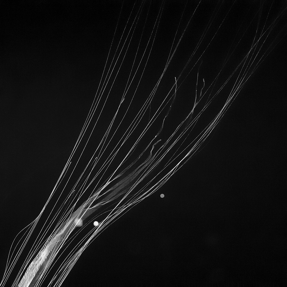 TOSHIYA WATANABE PHOTOGRAPHY -