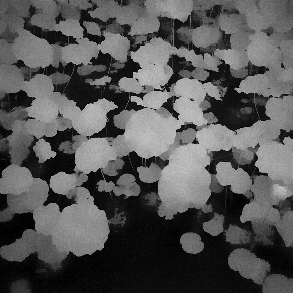 TOSHIYA WATANABE PHOTOGRAPHY -