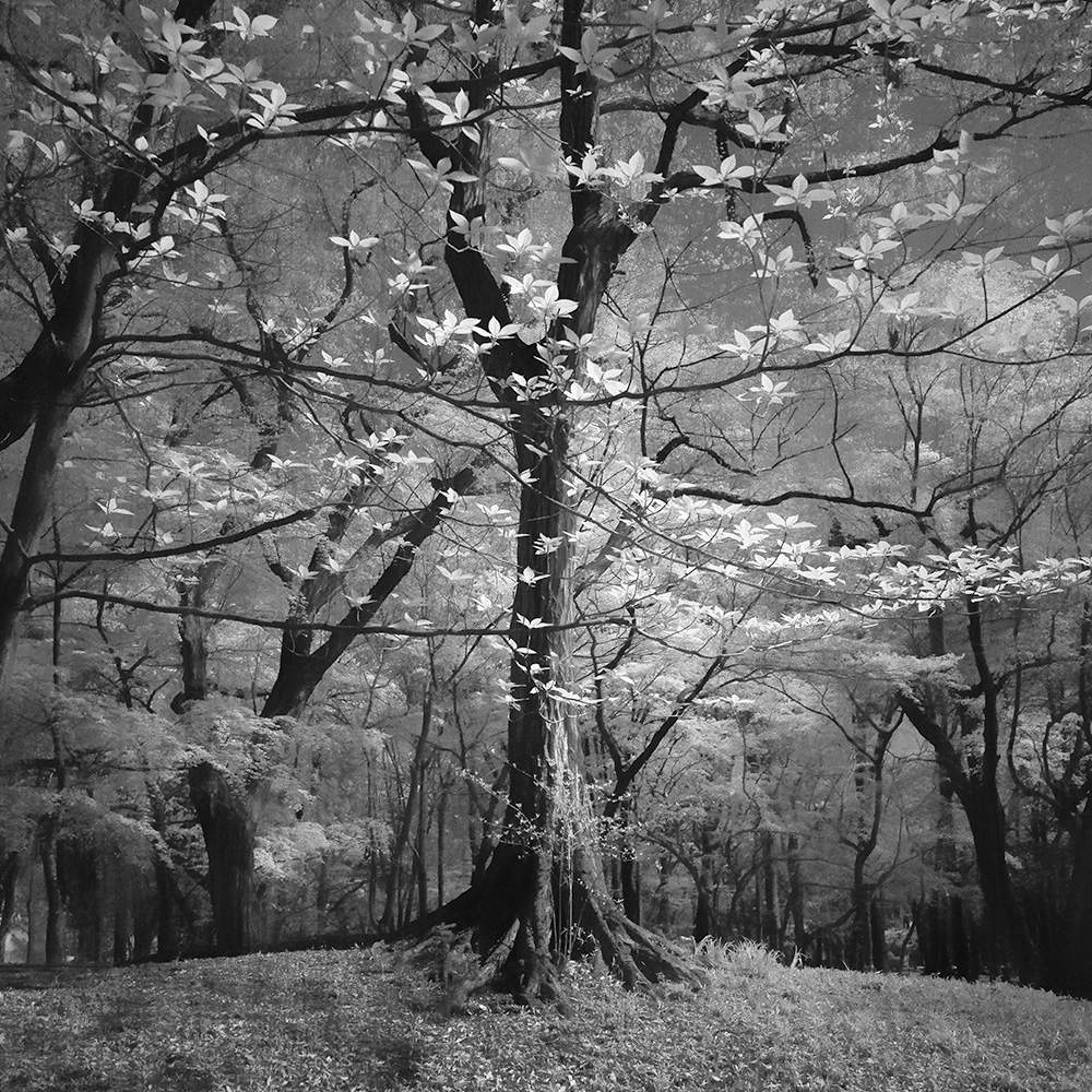 TOSHIYA WATANABE PHOTOGRAPHY -