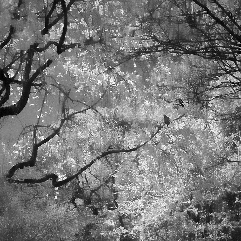 TOSHIYA WATANABE PHOTOGRAPHY -