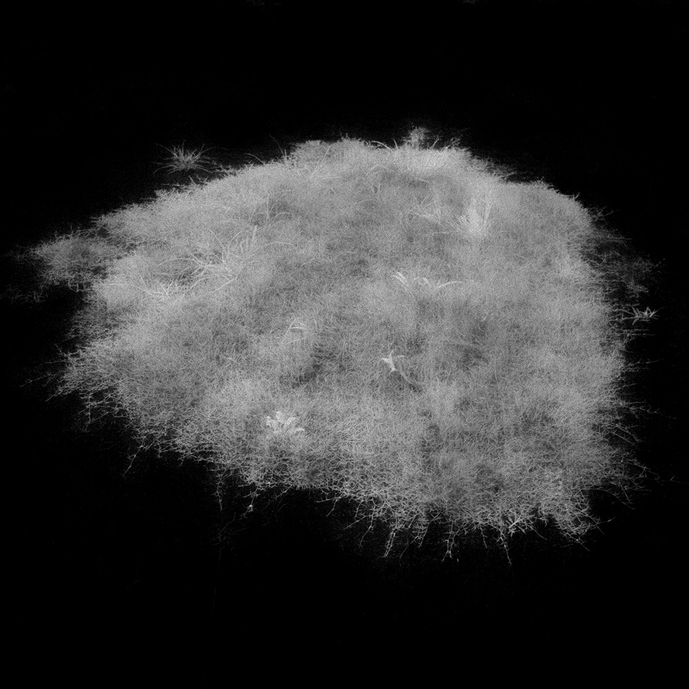 TOSHIYA WATANABE PHOTOGRAPHY -