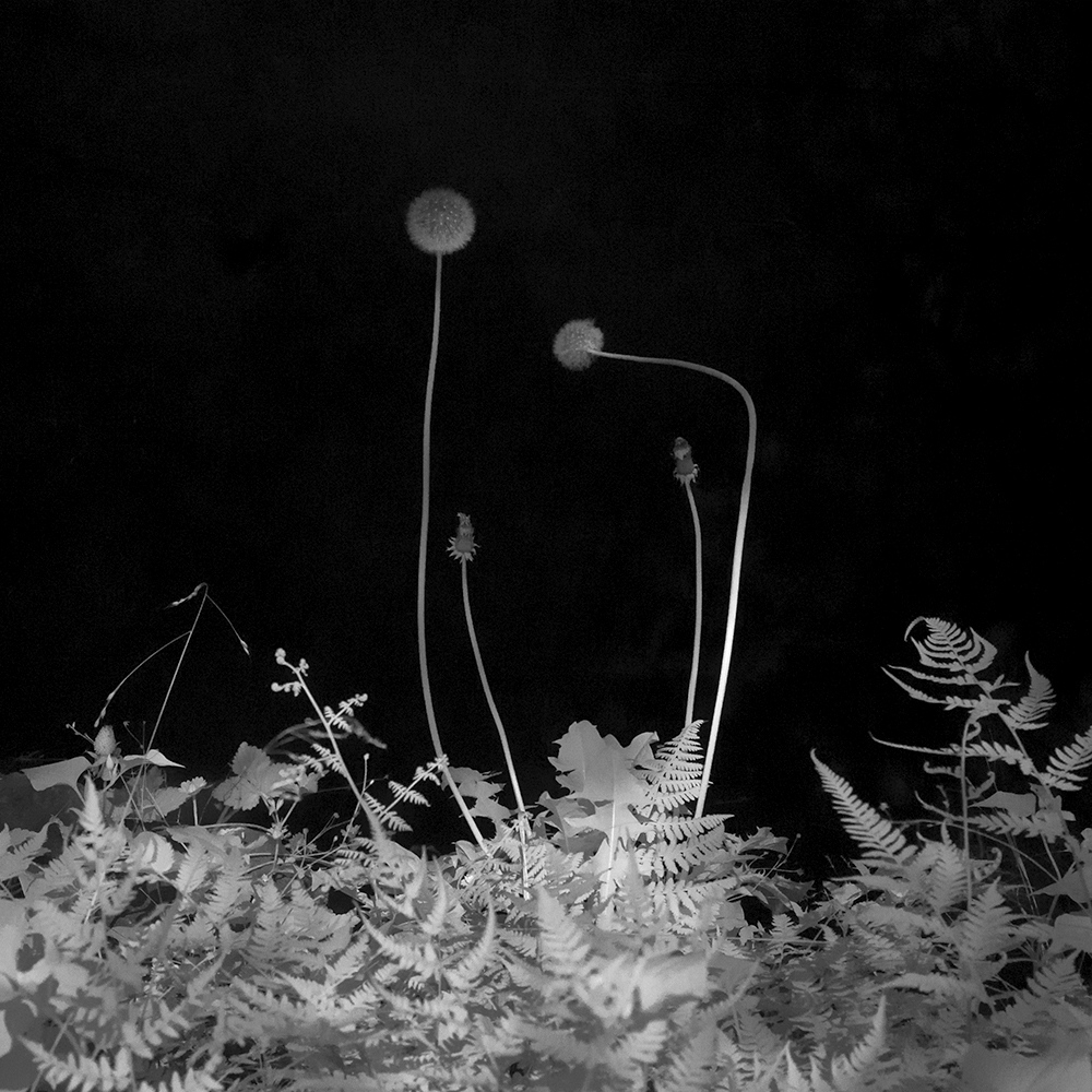 TOSHIYA WATANABE PHOTOGRAPHY -