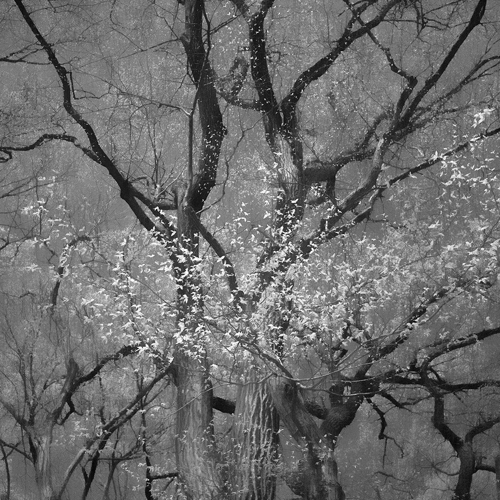 TOSHIYA WATANABE PHOTOGRAPHY -