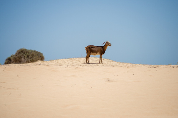 a l e s s a n d r o f a g i o l i - Corralejo Natural Park, Fuerteventura, Canary Islands