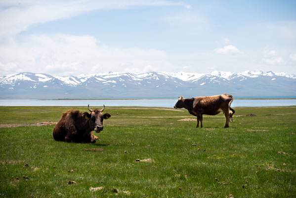 a l e s s a n d r o f a g i o l i - Song Kul lake, Kyrgyzstan, 2018