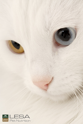 Özgür Ülker Photography - LESA pet food