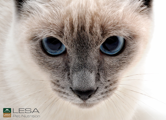Özgür Ülker Photography - LESA pet food