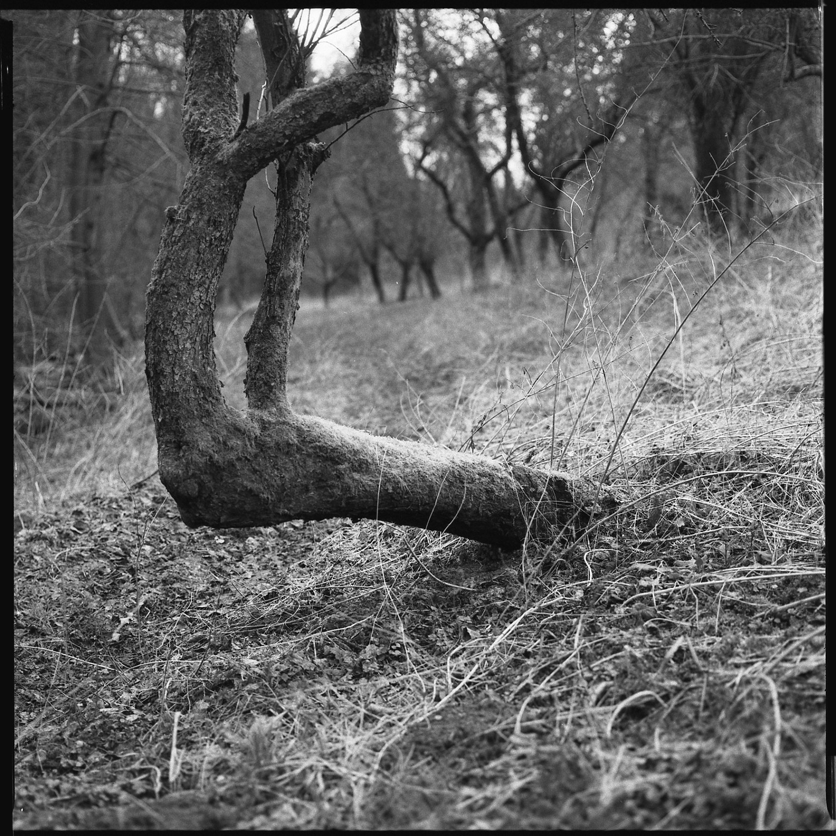 6×6 – Martin Andrle