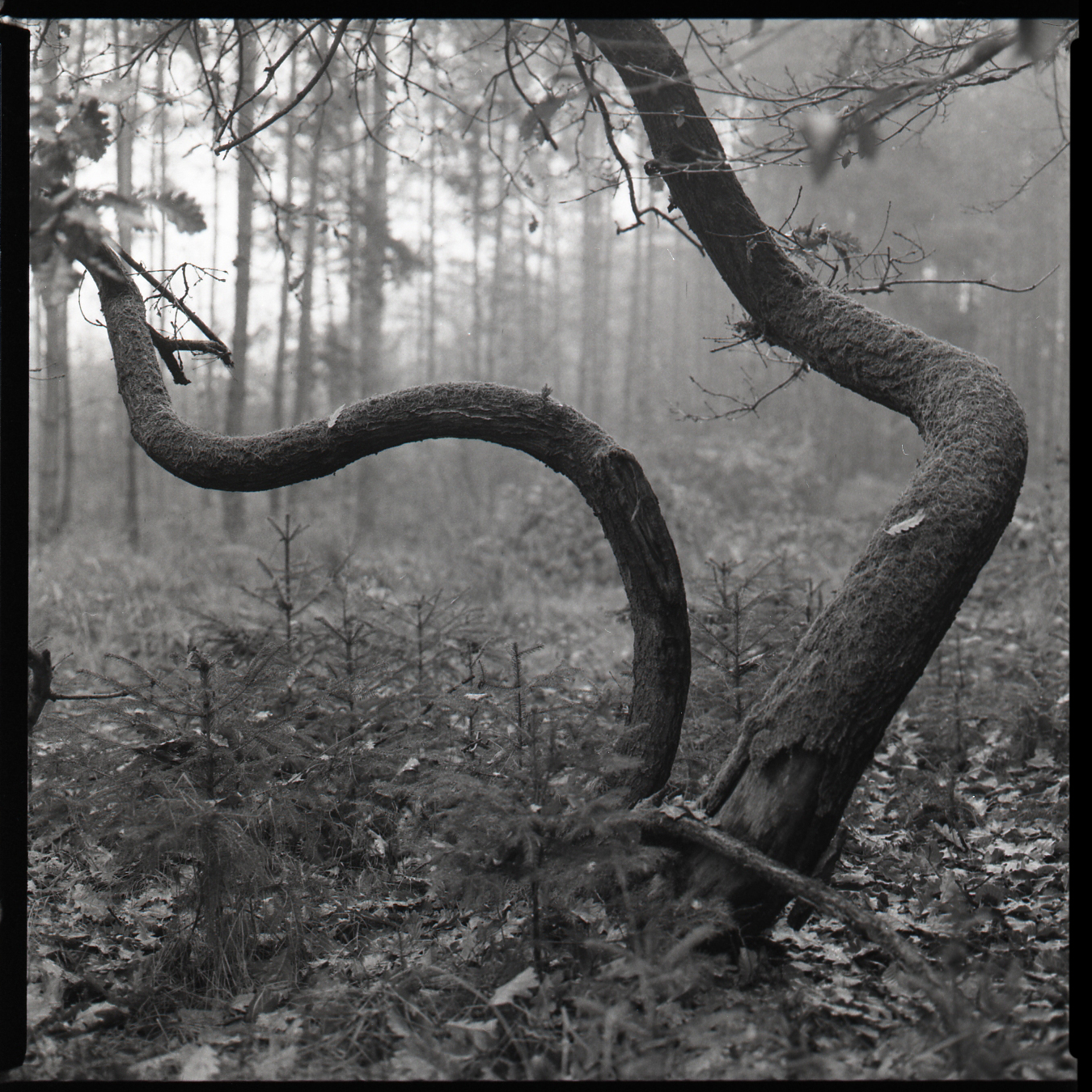 6×6 – Martin Andrle