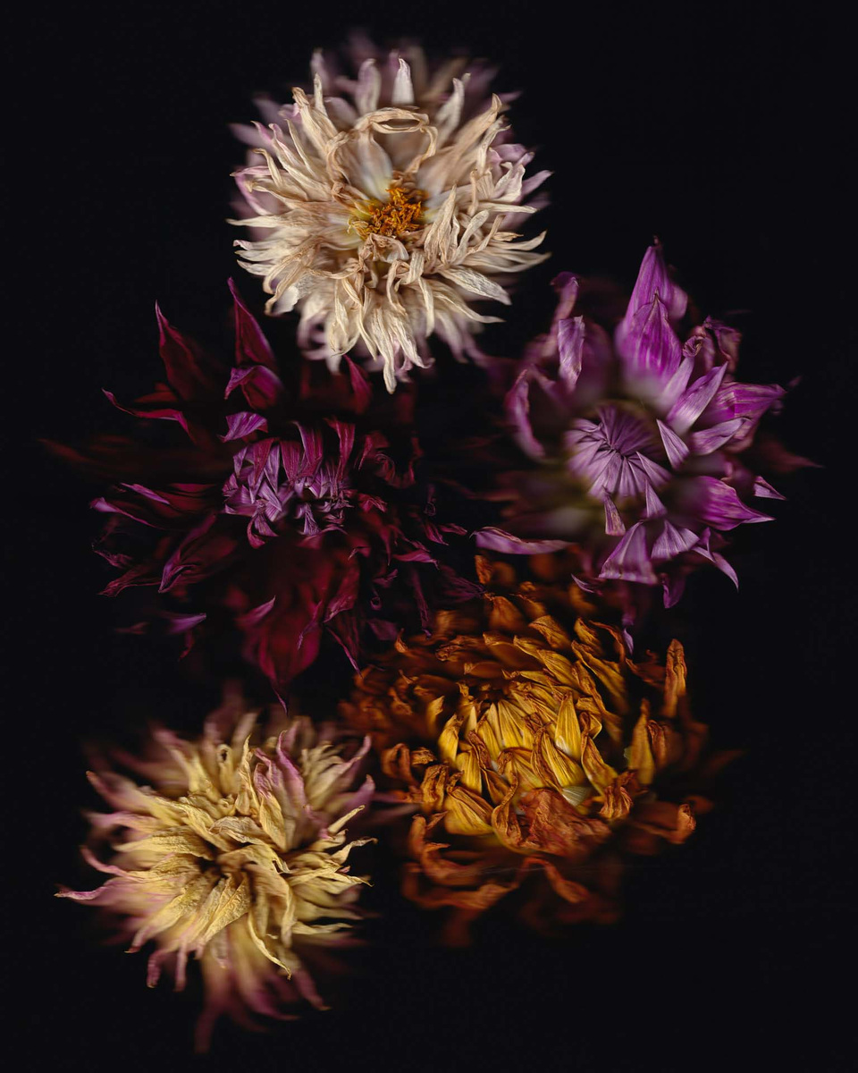 Ｄahlia☆ DAHLIA_WV346214UBAR.jpg?v=