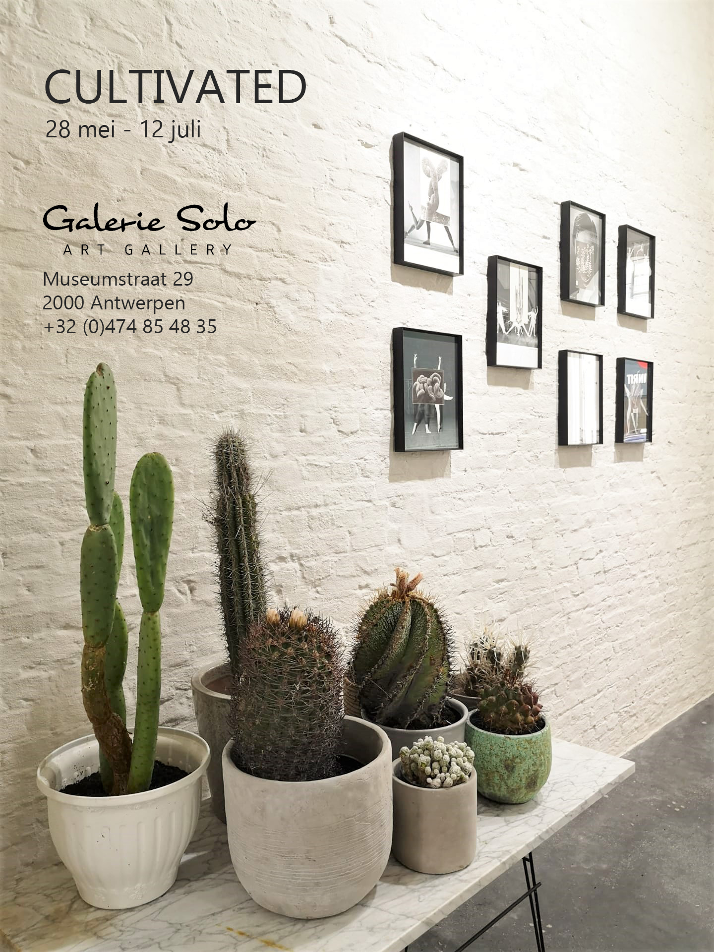 Cultivated Galerie Solo