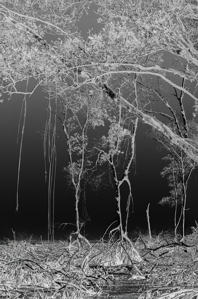 Silentes #02