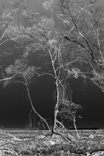 Silentes #01