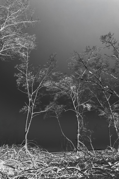 Silentes #03