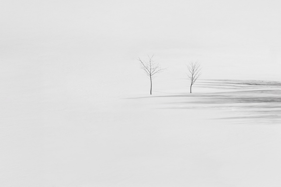 two trees