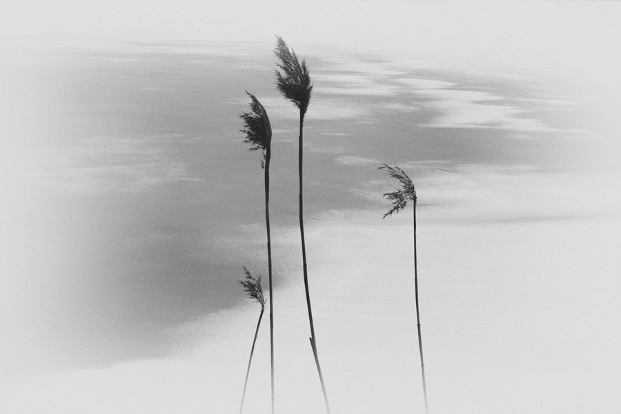 Palm tree