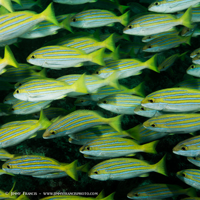 Line Snapper Sub Surface Blog