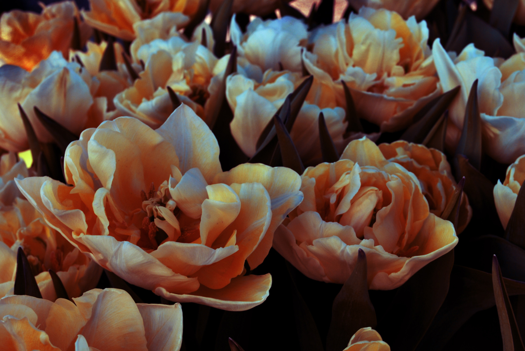 Les fleurs du nord et du sud