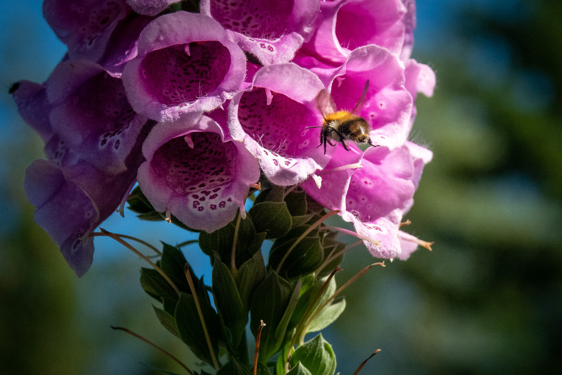 Insekter