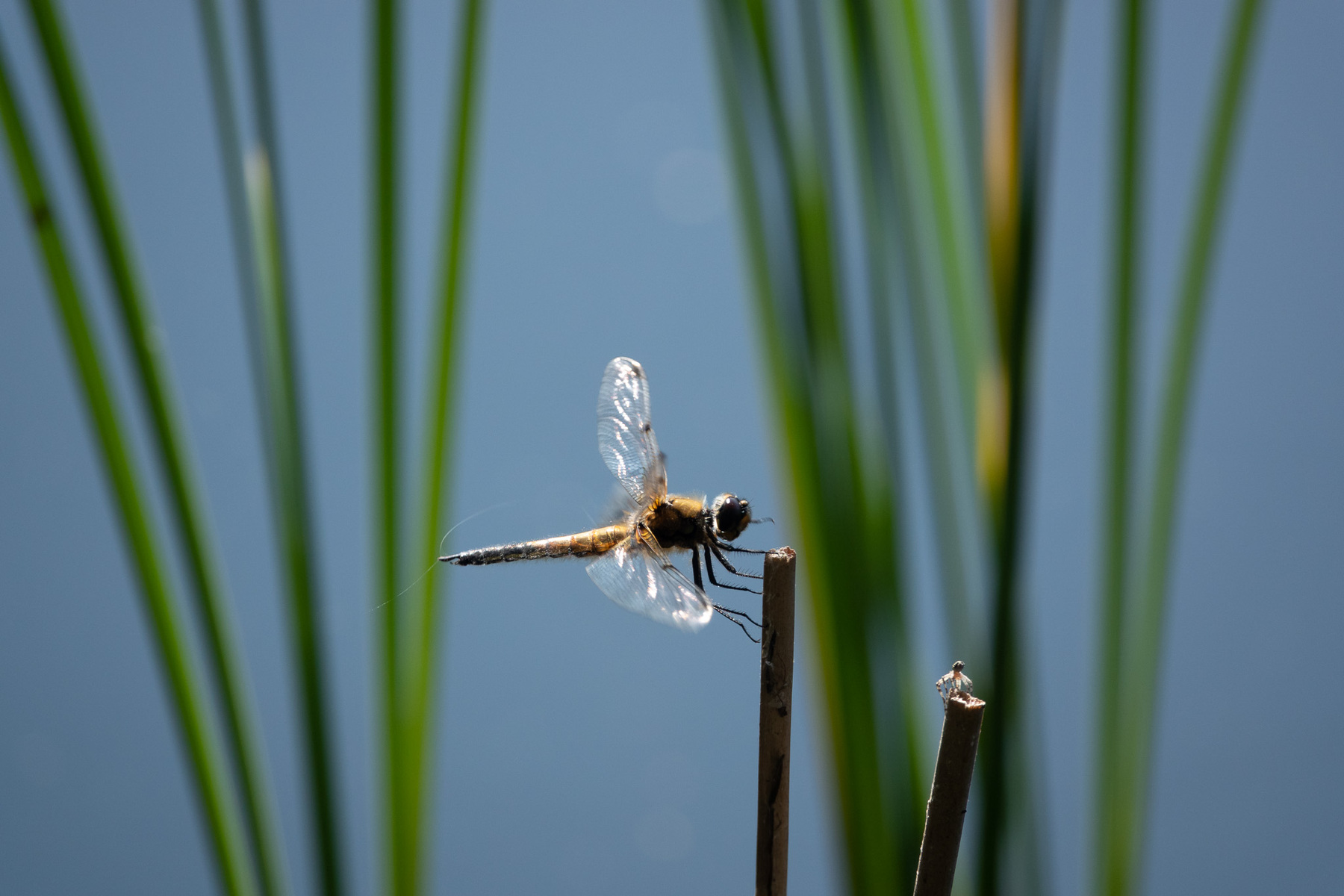 Insekter