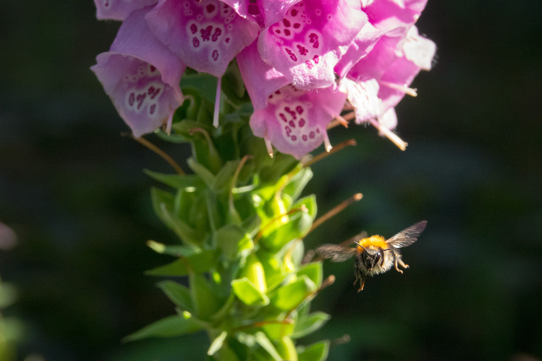 Insekter