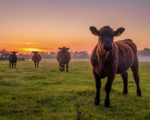 Early Risers