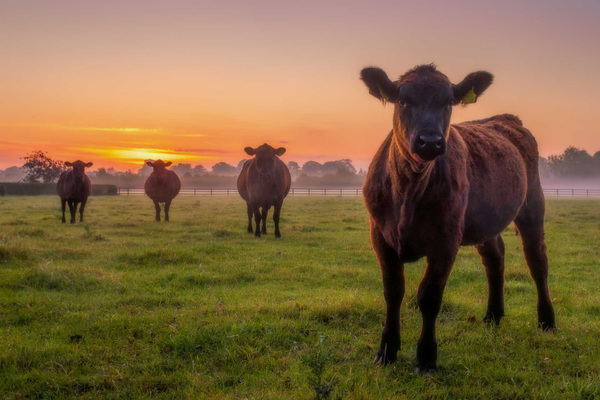 Early Risers
