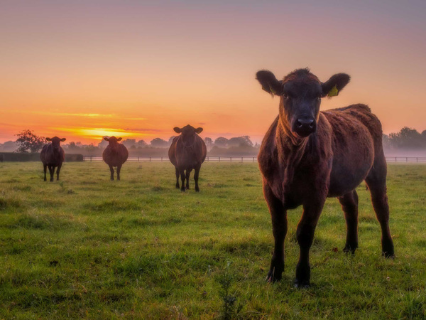 Early Risers
