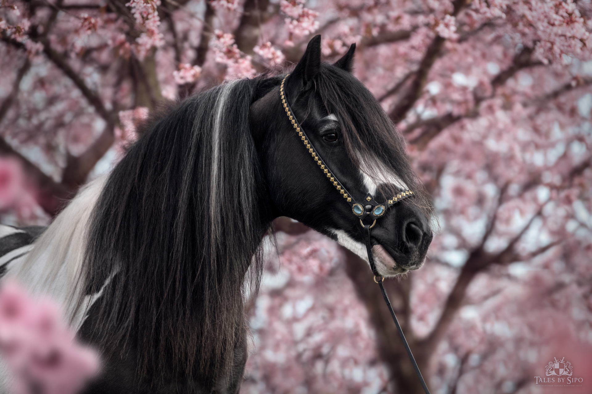 Equine