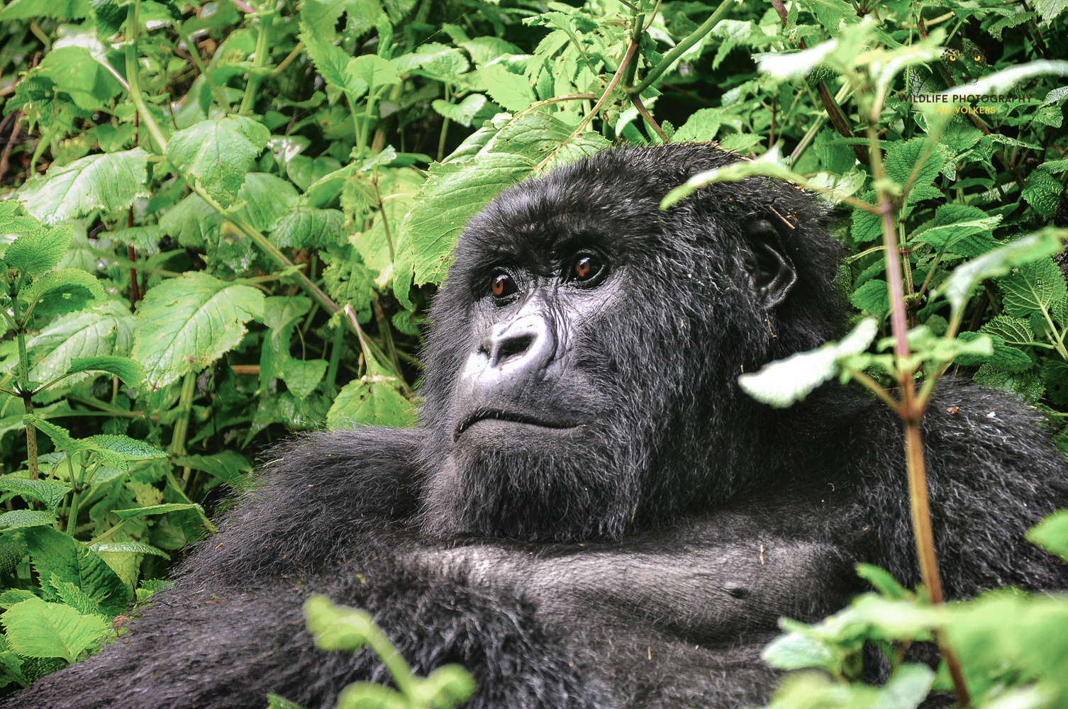 Primates